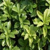 Pachysandra (Pachysandra terminalis 'Green Sheen')