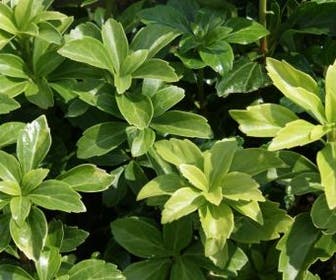 Pachysandra (Pachysandra terminalis 'Green Sheen')