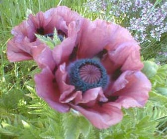 Klaproos (Papaver orientale 'Patty's Plum')