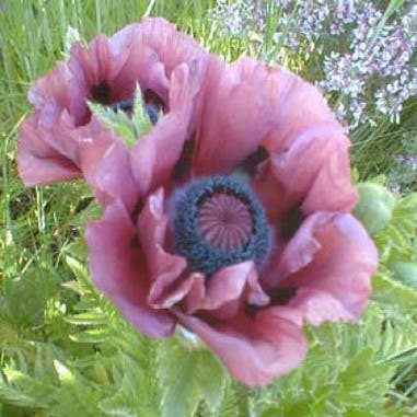 Klaproos (Papaver orientale 'Patty's Plum')