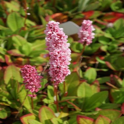 Duizendknoop (Persicaria affinis 'Kabouter') Bio