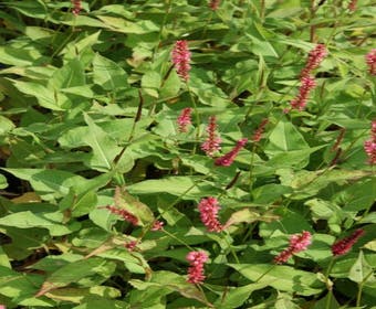 Duizendknoop (Persicaria amplexicaulis 'Orangofield')