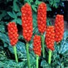 Italiaanse aronskelk (Arum italicum)