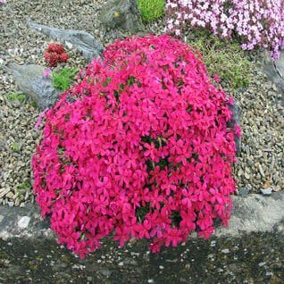 Vlambloem (Phlox douglasii 'Red Admiral')