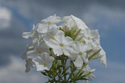 Vlambloem