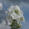 Vlambloem (Phlox paniculata 'Fujiyama')