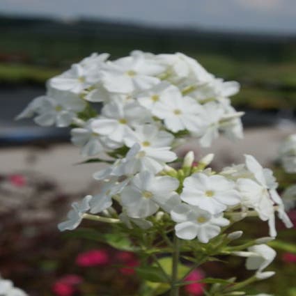 Vlambloem (Phlox paniculata 'Fujiyama')