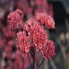 Vetkruid (Sedum 'Purple Emperor')