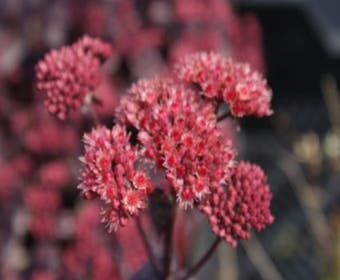 Vetkruid (Sedum 'Purple Emperor')