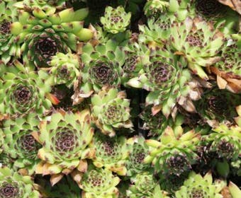 Huislook (Sempervivium calcareum)