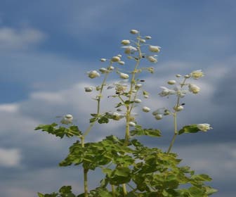 Ruit (Thalictrum delavayi 'Album')