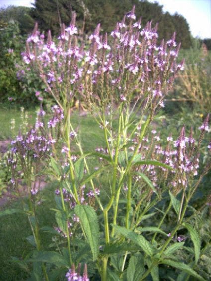 Verbena hastata 'Rosea'