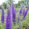 Ereprijs (Veronica spicata)