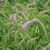 Virginische ereprijs (Veronicastrum virginicum)