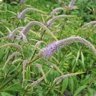 Virginische ereprijs (Veronicastrum virginicum)