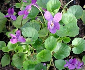 Maartsviooltje (Viola odorata 'Königin Charlotte')