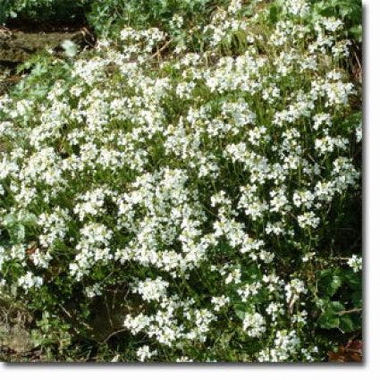 Arabis procurrens 'Neuschnee'