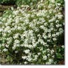 Rijstebrij, Randjesbloem (Arabis procurrens 'Neuschnee') Bio