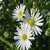 Aster (Aster ageratoides 'Ashvi') - P9