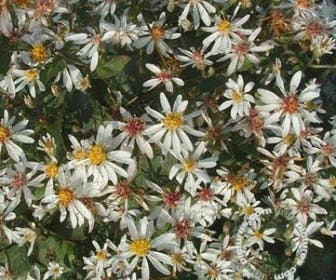 Aster (Aster cordifolius 'Silver Spray')
