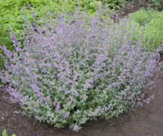 Kattenkruid (Nepeta faassenii 'Grol')