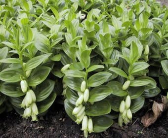 Salomonszegel (Polygonatum humile)