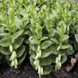 Salomonszegel (Polygonatum humile)