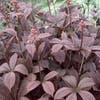 Schout-bij-nacht (Rodgersia pinnata 'Chocolate Wings')