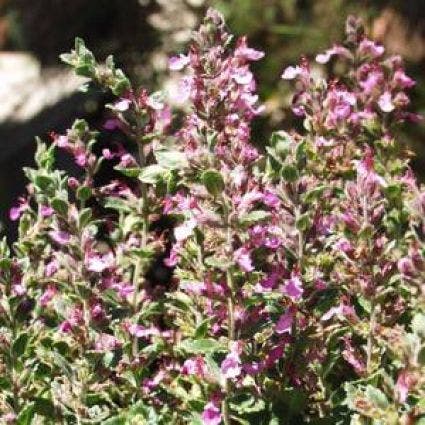 Teucrium chamaedrys 'Gamander'