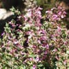Gamander (Teucrium chamaedrys 'Nanum')