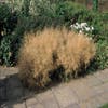 Smele (Deschampsia cespitosa 'Goldtau')