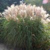 Prachtriet, Olifantgras (Miscanthus sinensis)