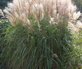 Prachtriet, Olifantgras (Miscanthus sinensis)