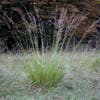 Pijpestrootje (Molinia arundinacea 'Transparent')