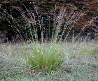 Pijpestrootje (Molinia arundinacea 'Transparent')