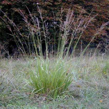 Pijpestrootje (Molinia arundinacea 'Transparent')