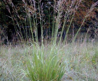 Pijpestrootje (Molinia arundinacea 'Transparent')