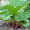 Rabarber (Rheum rhabarbarum)