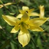 Daglelie (Hemerocallis lilioasphodelus)