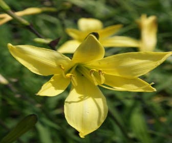 Daglelie (Hemerocallis lilioasphodelus)
