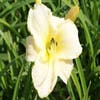 Daglelie (Hemerocallis 'Arctic Snow')
