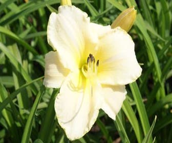 Daglelie (Hemerocallis 'Arctic Snow')