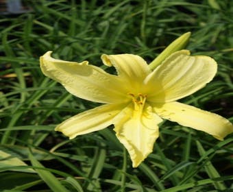 Daglelie (Hemerocallis citrina)