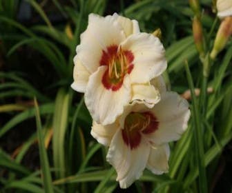 Daglelie (Hemerocallis 'Pandorra's Box')