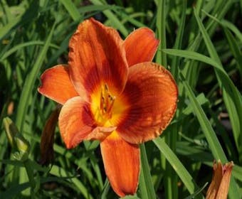 Daglelie (Hemerocallis 'Holiday Delight')