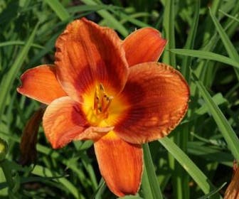 Daglelie (Hemerocallis 'Holiday Delight')