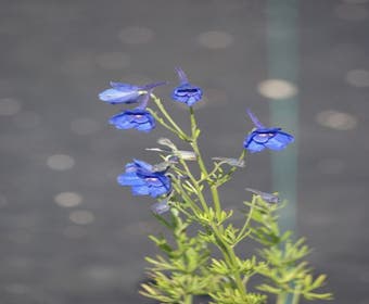 Ridderspoor  (Delphinium grandiflorum 'Blauer Zwerg')