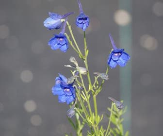Ridderspoor  (Delphinium grandiflorum 'Blauer Zwerg')