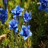 Herfstgentiaan (Gentiana sino-ornata)