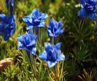 Herfstgentiaan (Gentiana sino-ornata)